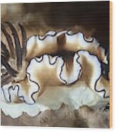 Black-margined Nudibranch Wood Print