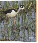 Black-necked Stilt Wood Print