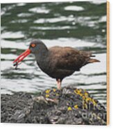 Black Oystercatcher With Crab Wood Print
