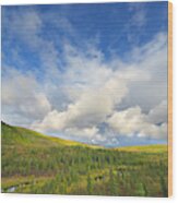 Black Spruce On Fall Tundra Wood Print