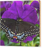 Black Swallowtail Butterfly, Papilio Wood Print