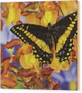 Black Swallowtail Male From Costa Rica Wood Print