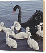 Black Swan And Cygnets Wood Print