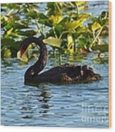 Black Swan Swimming Wood Print