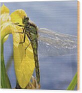 Black-tailed Skimmer Dragonfly Wood Print