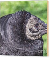 Black Vulture Waiting For Prey Wood Print