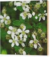 Blackberry Blossoms Wood Print