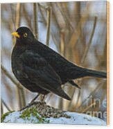 Blackbird On The Rock Wood Print