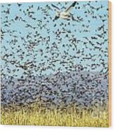 Blackbirds And Geese Wood Print