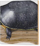Blandings Turtle Wood Print