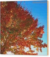 Blazing Orange Maple Tree Wood Print