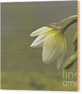 Blooming Daffodils Wood Print