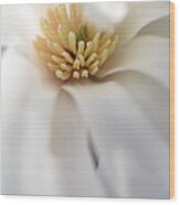 Blooming Merrill Magnolia Wood Print