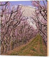 Blooming Peach Orchards In Palisades Co Wood Print