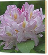 Blooming Pink Rhododendron Flower Wood Print