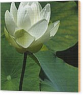 Blooming White Lotus Wood Print