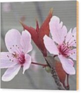 Blossoms Of The Japanese Plum Tree In Las Vegas Nevada 2 Wood Print