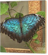Blue And Black Butterfly Wood Print