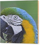 Blue And Gold Macaw Wood Print