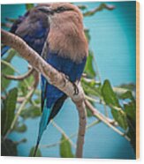 Blue Bellied Roller Bird Wood Print