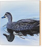 Blue Billed Duck Wood Print