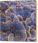 Blue Bracket Macro Wood Print