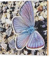 Blue Butterfly On Gravel Wood Print