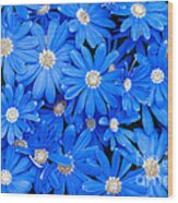 Blue Daisies Wood Print