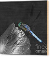 Blue Dragonfly Wood Print