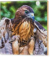 Blue-eyed Red Tail Hawk Wood Print