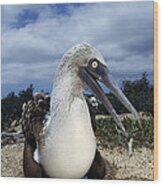 Blue-footed Booby Male Incubating Eggs Wood Print