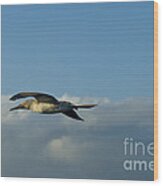 Blue-footed Booby Wood Print