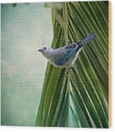 Blue Grey Tanager On A Palm Tree Wood Print