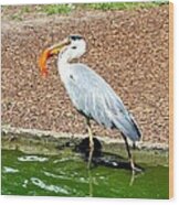 Blue Heron Feeding Wood Print