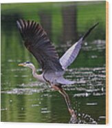 Blue Heron Takeing Off Wood Print