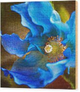 Blue Himalayan Poppy Wood Print