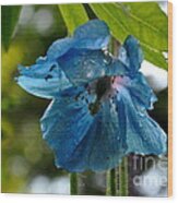 Blue Himalayan Poppy Wood Print