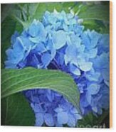Blue Hydrangea Wood Print
