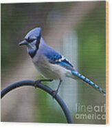 Blue Jay Wood Print