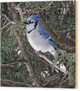 Blue Jay In The Cedars Wood Print