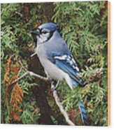 Blue Jay In Cedar Tree Wood Print