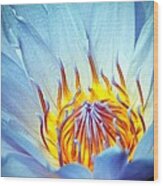 Blue Lotus Wood Print