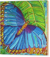 Blue Morpho Butterfly On Zebra Wood Print