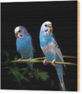Blue Parakeets Wood Print
