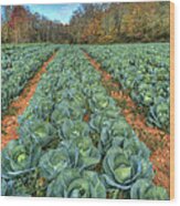 Blue Ridge Cabbage Patch Wood Print