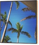 Blue Skies, Palm Trees, Sunshine Wood Print