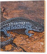 Blue Spotted Salamander Wood Print