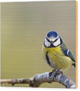 Blue Tit Wood Print