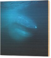 Blue Whale Filter Feeding Sea Of Cortez Wood Print