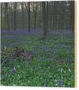 Bluebells In Oxey Wood Wood Print